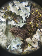 Leptogium laceroides