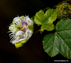Passiflora foetida