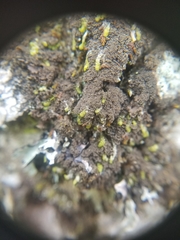 Leptogium laceroides