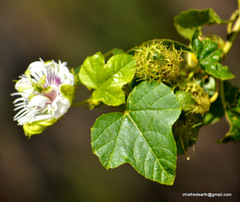 Passiflora foetida