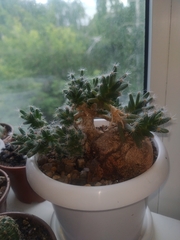 Trichodiadema densum