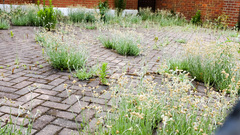 Helichrysum luteoalbum