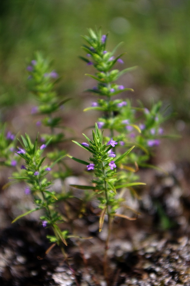 Rough False Pennyroyal