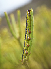 Hyles tithymali tithymali