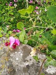 Lathyrus grandiflorus