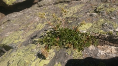 Alchemilla saxatilis