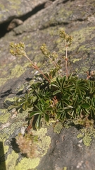 Alchemilla saxatilis
