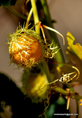 Passiflora foetida