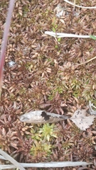 Sphagnum magellanicum