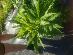 Levisticum officinale