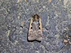 Parabagrotis
