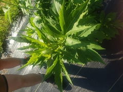 Levisticum officinale