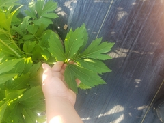 Levisticum officinale