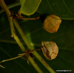 Passiflora foetida