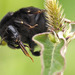 Canary Islands Bumble Bee - Photo (c) djbich, some rights reserved (CC BY-NC)