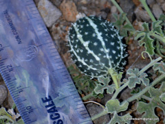 Angiospermae