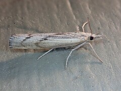 Agriphila inquinatella
