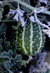 Angiospermae