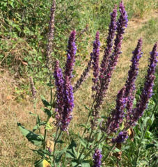 Salvia × sylvestris