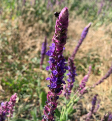 Salvia × sylvestris