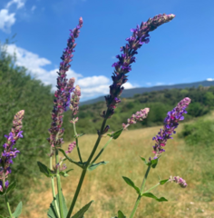 Salvia × sylvestris