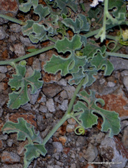 Angiospermae