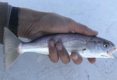 Genyonemus lineatus