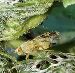 Tephritis bardanae