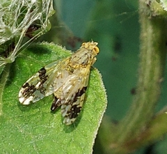 Tephritis bardanae