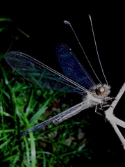 Ascalohybris subjacens