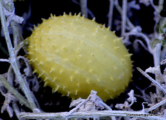 Angiospermae