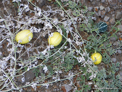 Angiospermae