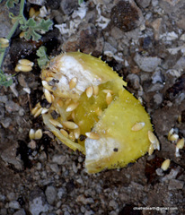 Angiospermae