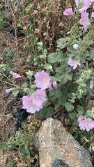 Malva thuringiaca