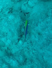 Pseudochromis flavivertex