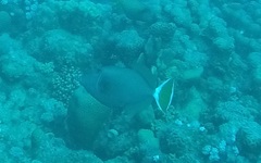 Sufflamen albicaudatum