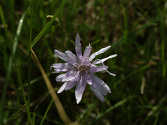 Scorzonera purpurea