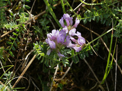 Astragalus danicus