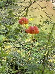 Lilium pardalinum
