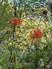 Lilium pardalinum