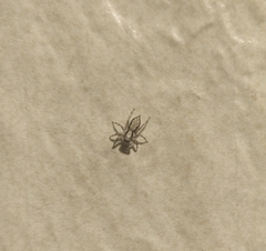 Menemerus bivittatus