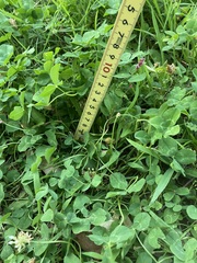 Persicaria longiseta