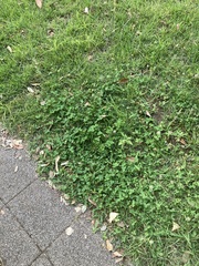 Persicaria longiseta