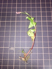 Persicaria longiseta