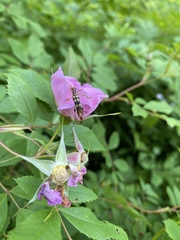 Strangalia luteicornis