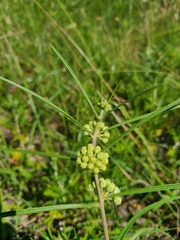 Asclepias stenophylla