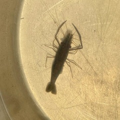 Macrobrachium dux
