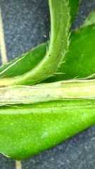 Persicaria longiseta