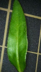 Persicaria longiseta