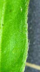 Persicaria longiseta